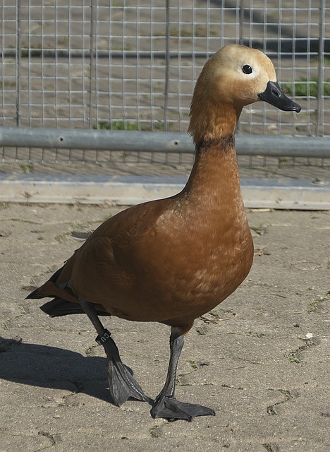 本场比赛